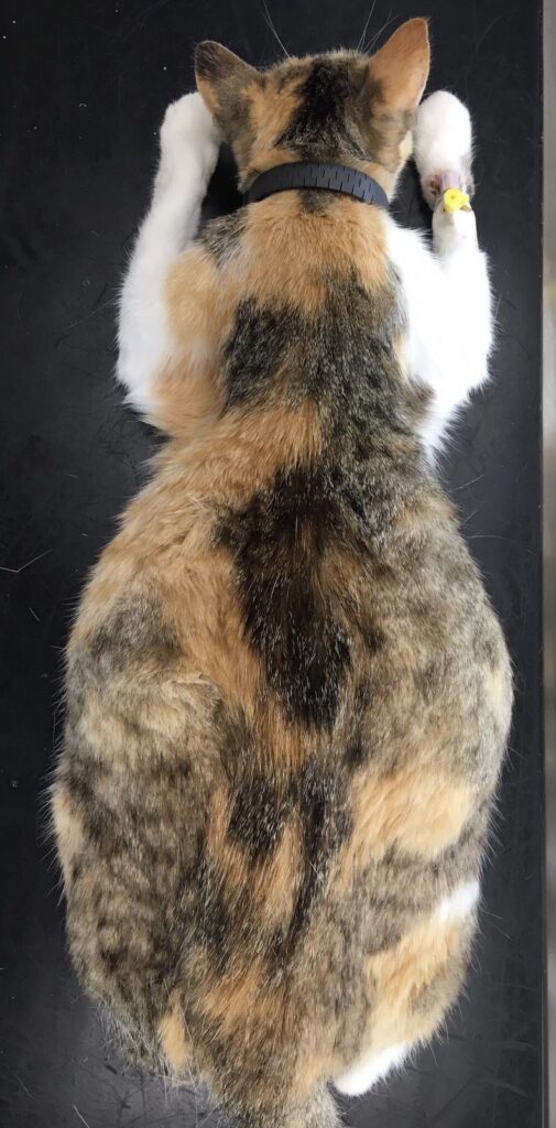 Kočka před kastrací s výrazně naplněnou dělohou